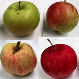 apples of various colours