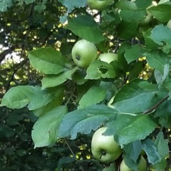Green apples on a tree