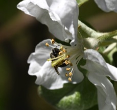 Native bee on domestic apple blossom