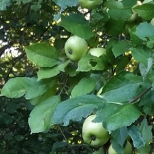 Green apples on a tree