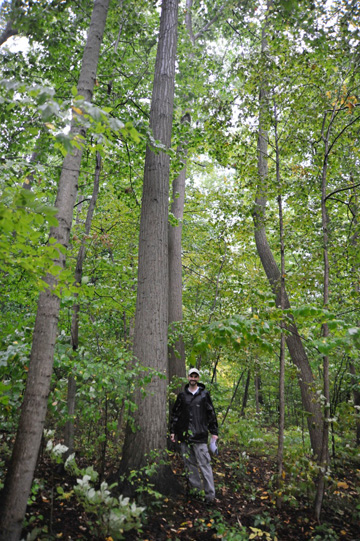 American Chestnut