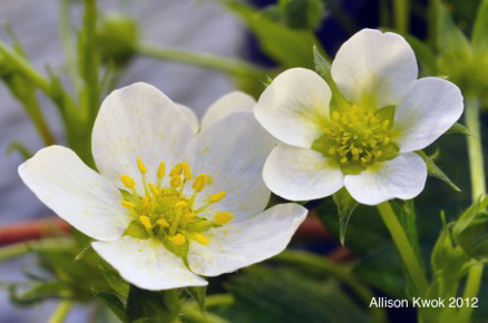 Fragaria virginiana