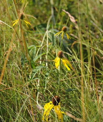 Grey coneflower in a prairie fragment