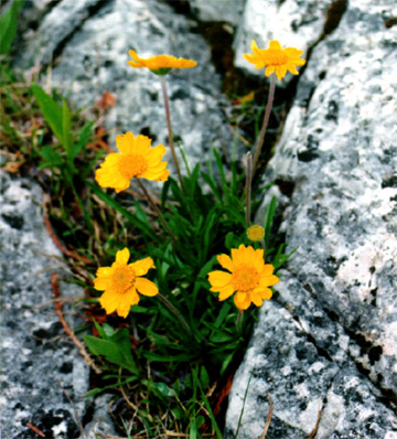 Lakeside daisy