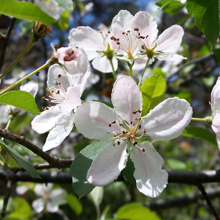 Sweet crabapple flowers