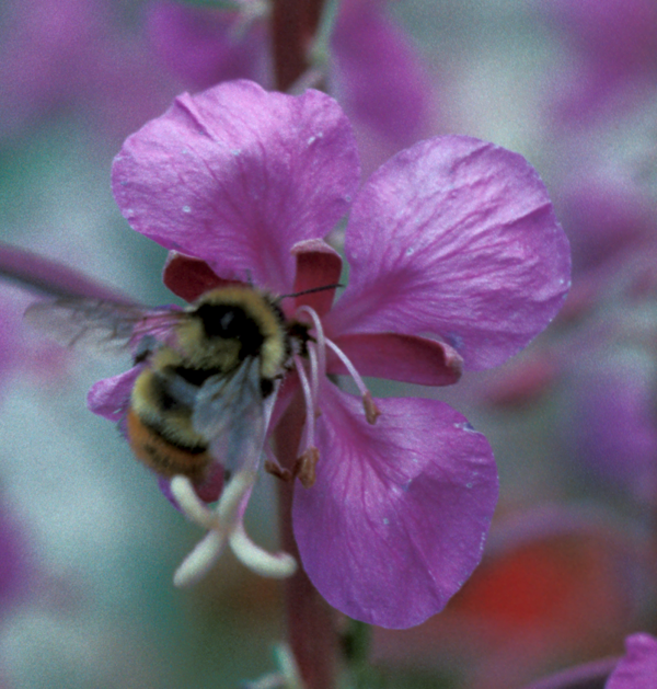 Bumblebee on fireweed