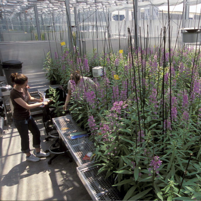 Fireweed in phytotron